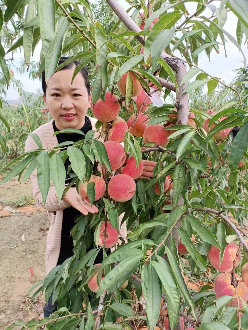 山东桃树苗果园直发秋彤桃苗秋甜秋白桃保真品种