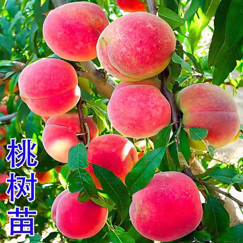 山东桃树苗果园直发秋彤桃苗秋甜秋白桃保真品种