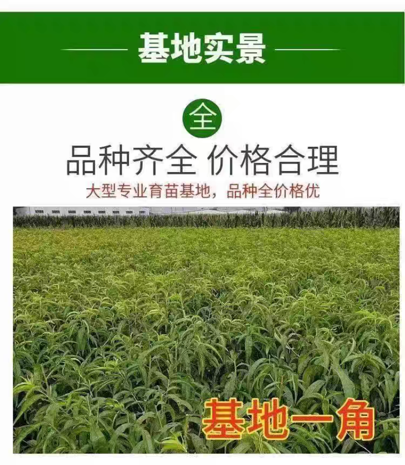 山东桃树苗果园直发秋彤桃苗秋甜秋白桃保真品种