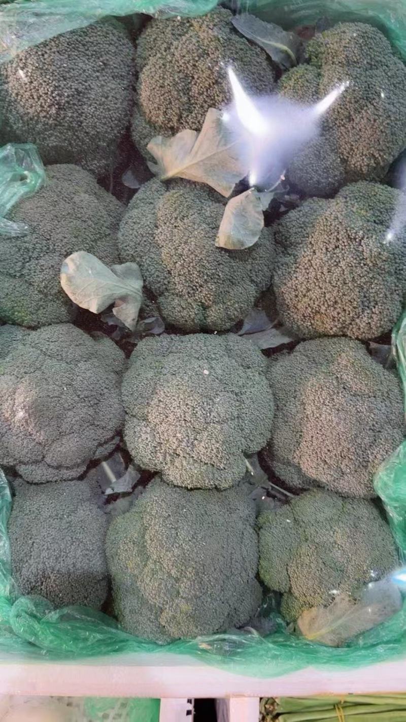 河南博爱美青耐寒西兰花大量上市，质量保证，欢迎全国各地老