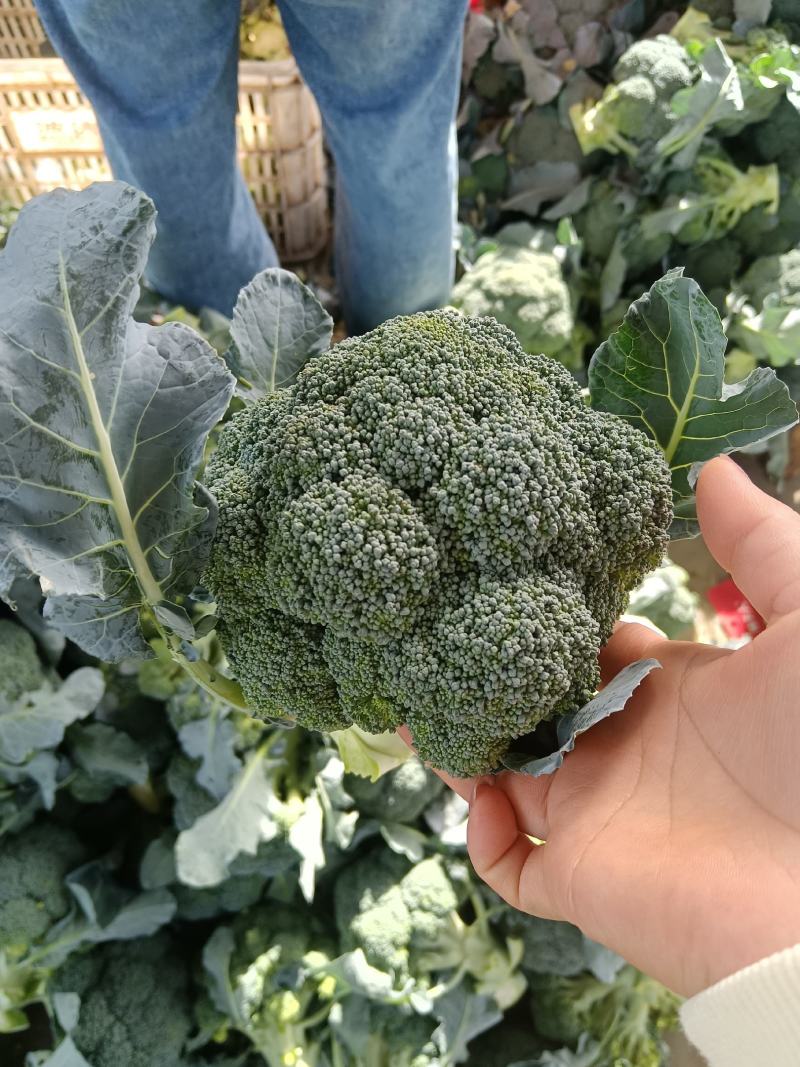 河南博爱美青耐寒西兰花大量上市，质量保证，欢迎全国各地老