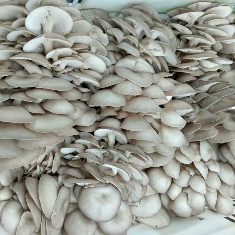 平菇鲜平菇大量上市基地直供支持电商商超社区团购