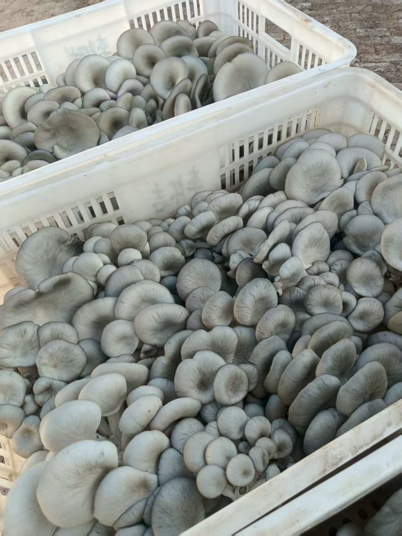 平菇鲜平菇大量上市基地直供支持电商商超社区团购