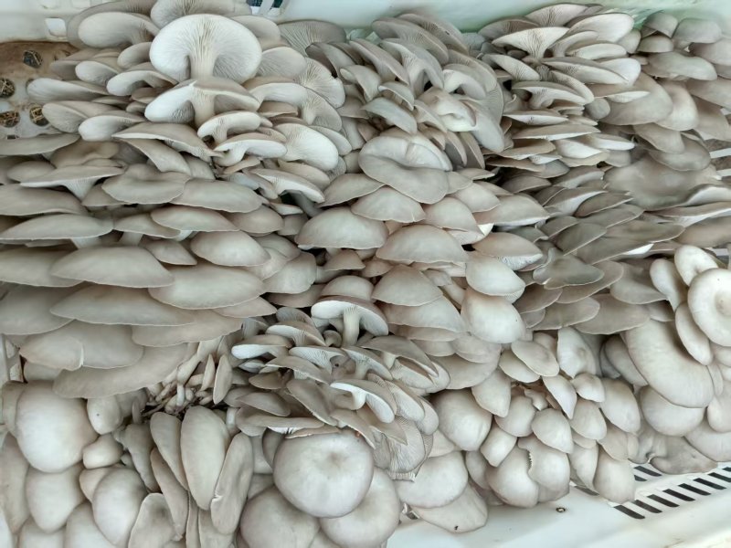 平菇鲜平菇大量上市基地直供支持电商商超社区团购