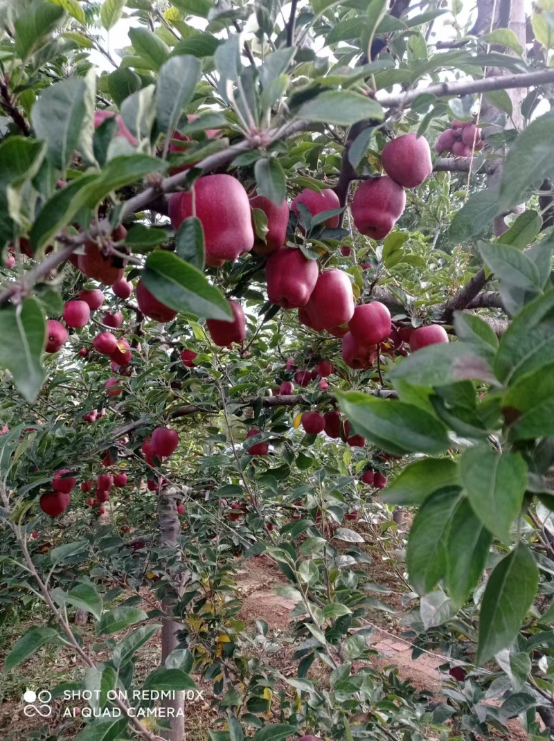 甘肃天水花牛苹果大量上市，鲜果直发价格实惠，欢迎来电
