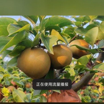 各种皇冠梨，晚秋梨，秋月等