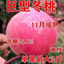 果园直发晚熟巨型冬桃树苗中华寿桃高糖红桃保纯度成活率