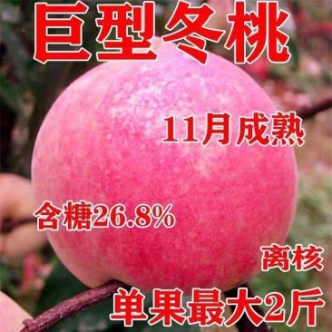 果园直发晚熟巨型冬桃树苗中华寿桃高糖红桃保纯度成活率