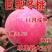 果园直发晚熟巨型冬桃树苗中华寿桃高糖红桃保纯度成活率