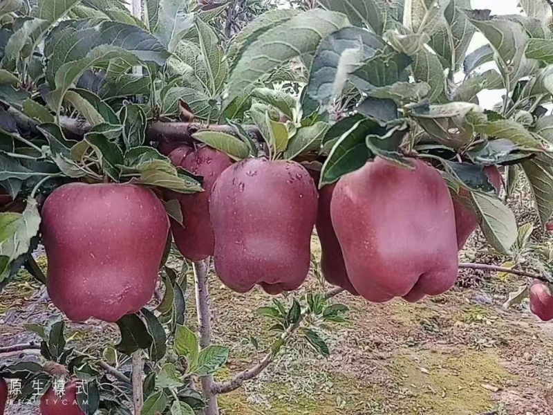 甘肃花牛苹果新鲜上市，果好价优，代发全国欢迎订购