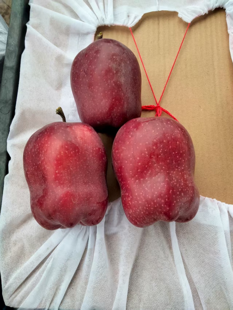 甘肃花牛苹果新鲜上市，果好价优，代发全国欢迎订购