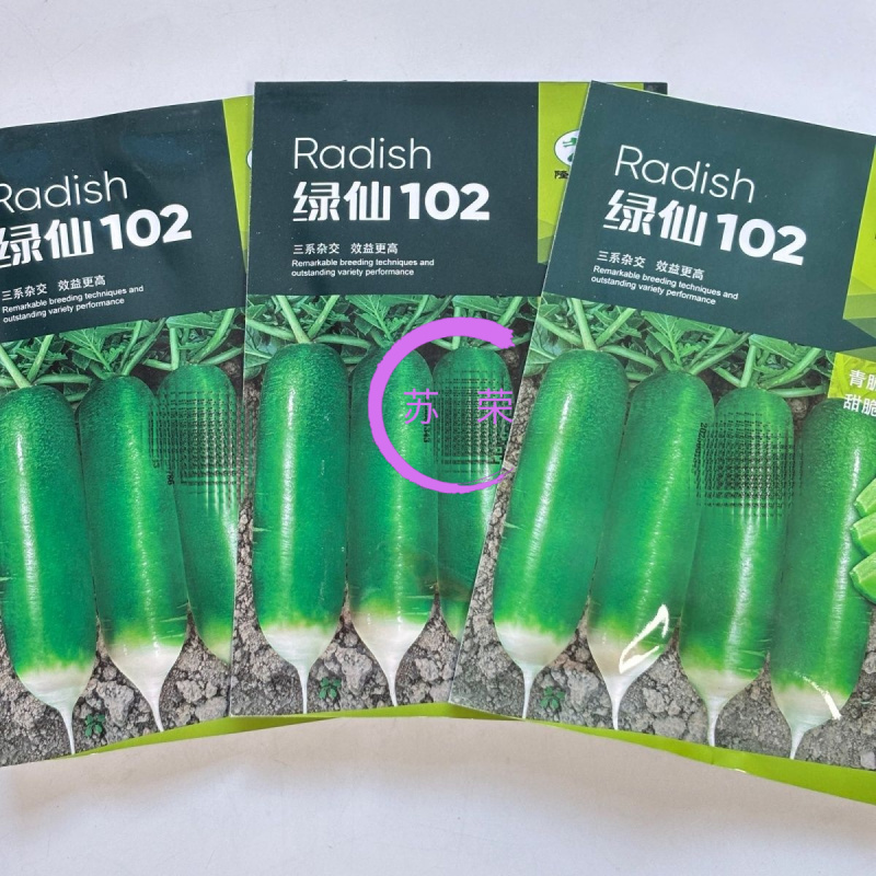 绿仙102水果青萝卜种子甜脆多汁青萝卜抗病高产农家蔬菜种