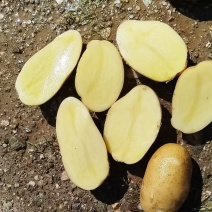 黄金薯土豆，尤金，西森，一手货源，薯型正，