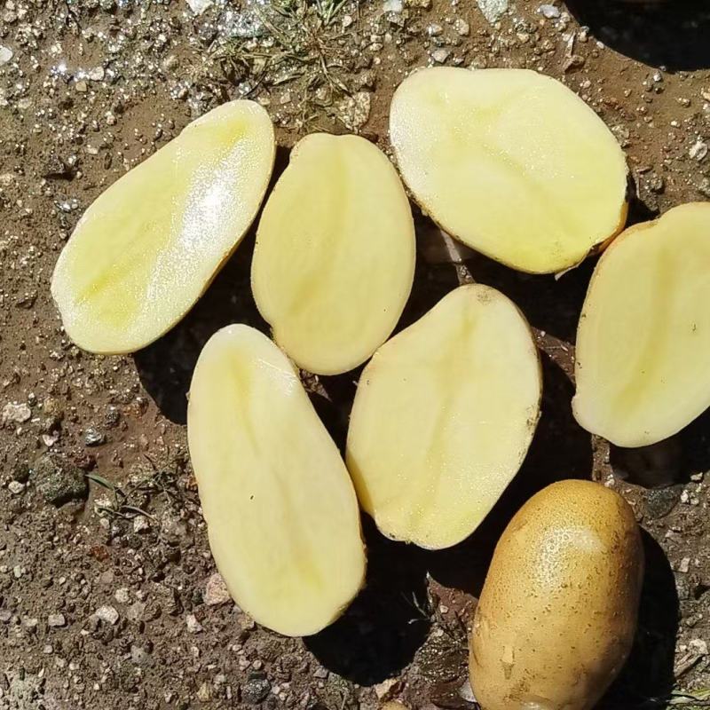 黄金薯土豆，尤金，西森，一手货源，薯型正，