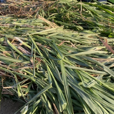 牧草养殖预混料