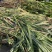 牧草养殖预混料