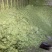 牧草养殖预混料