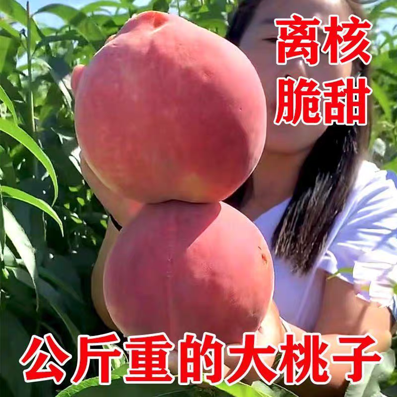果园直发晚熟巨型冬桃树苗中华寿桃高糖红桃保纯度成活率