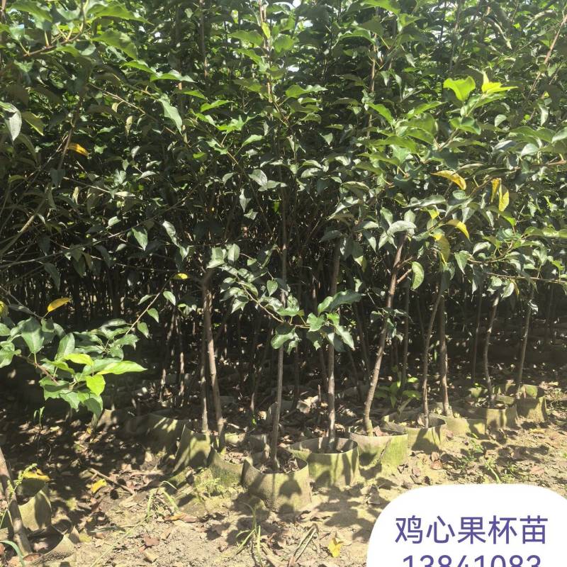 鸡心果树苗