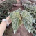 富士山秋海棠网红同款ins观叶植物室内绿植基地直发