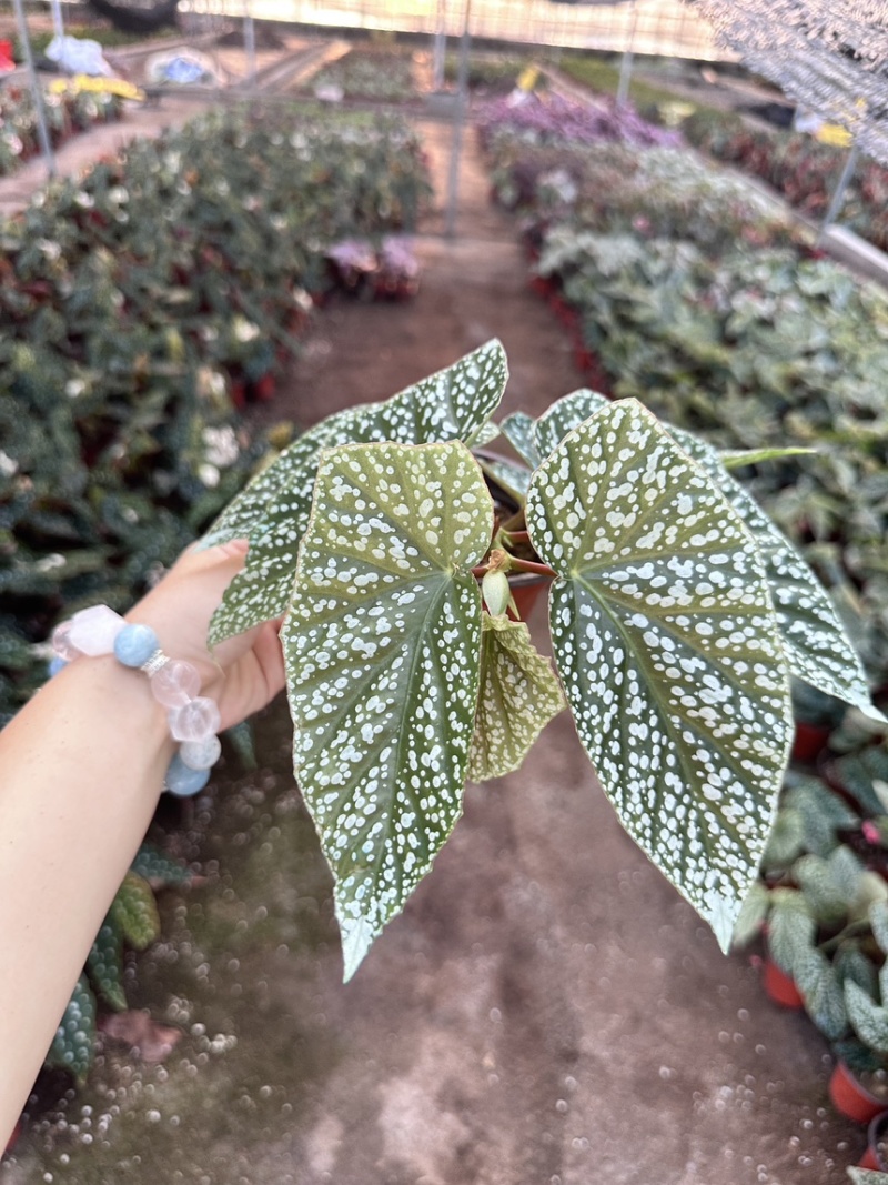 富士山秋海棠网红同款ins观叶植物室内绿植基地直发