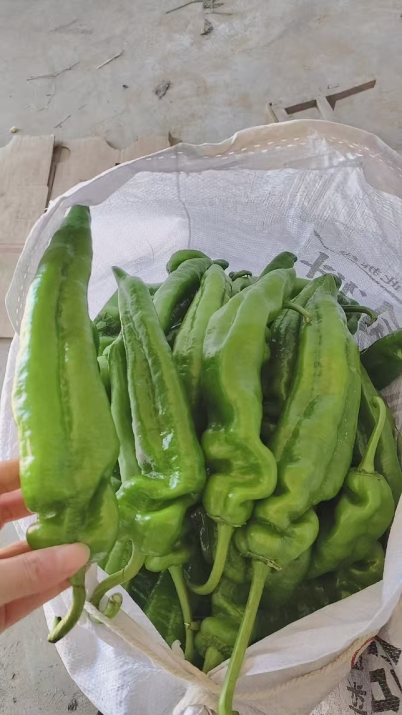 力荐泡椒质量优良品质优质发货全国各地视频看货