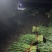 头刀精品韭菜大量现货，需要联系。