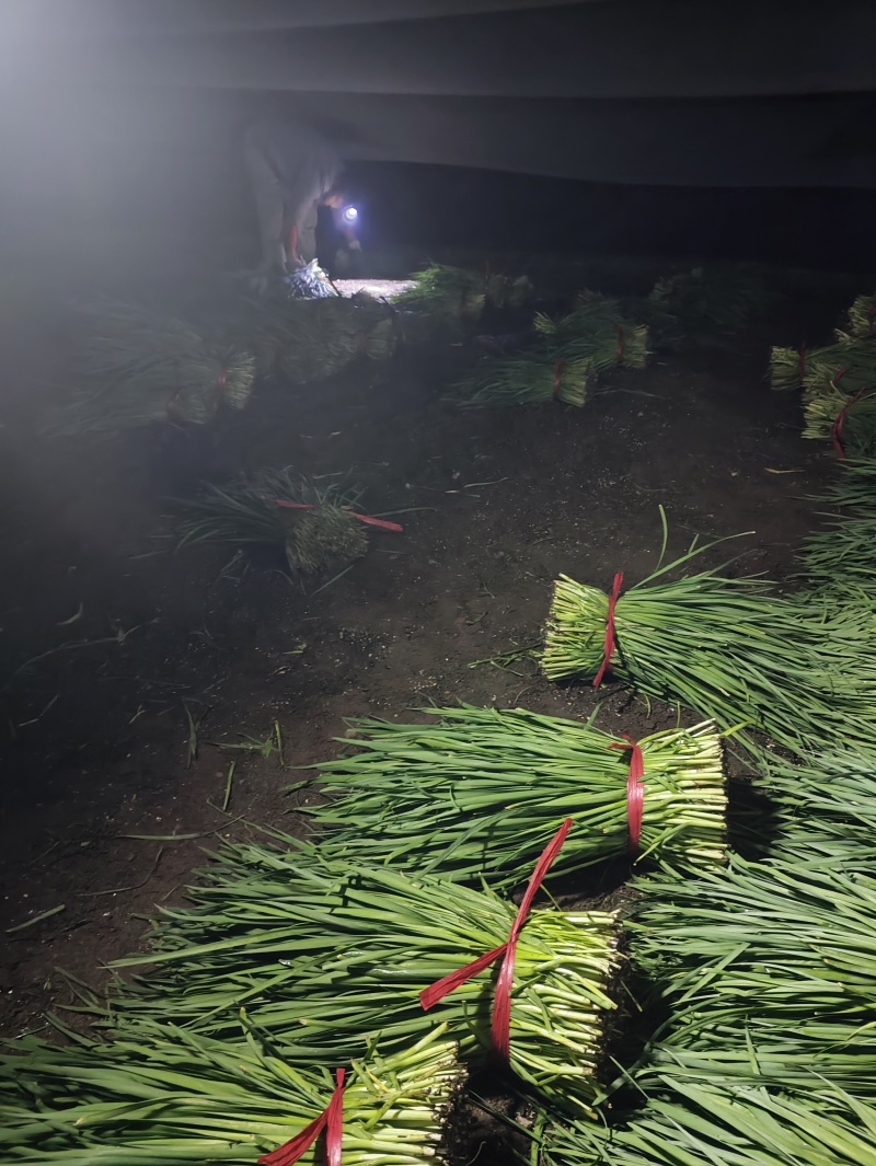 头刀精品韭菜大量现货，需要联系。
