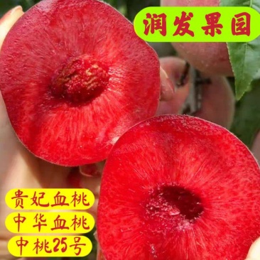 山东果园直发血桃树苗贵妃血桃中华血桃中桃25号保真品