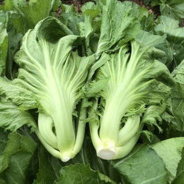 潮汕11号包心芥菜种籽耐热抗病秋播包心芥菜脆爽大肉青芥菜