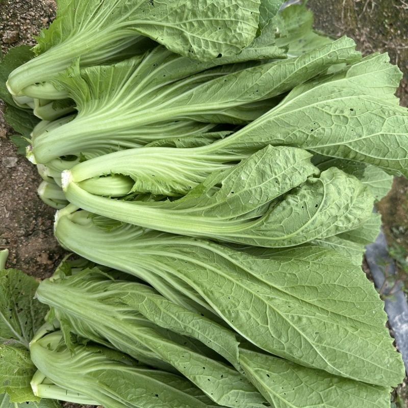 潮汕11号包心芥菜种籽耐热抗病秋播包心芥菜脆爽大肉青芥菜