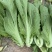 潮汕11号包心芥菜种籽耐热抗病秋播包心芥菜脆爽大肉青芥菜
