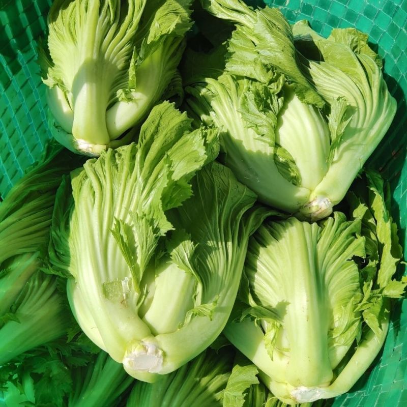 潮汕11号包心芥菜种籽耐热抗病秋播包心芥菜脆爽大肉青芥菜