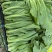 潮汕11号包心芥菜种籽耐热抗病秋播包心芥菜脆爽大肉青芥菜