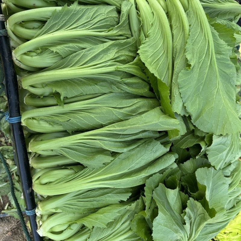 潮汕11号包心芥菜种籽耐热抗病秋播包心芥菜脆爽大肉青芥菜