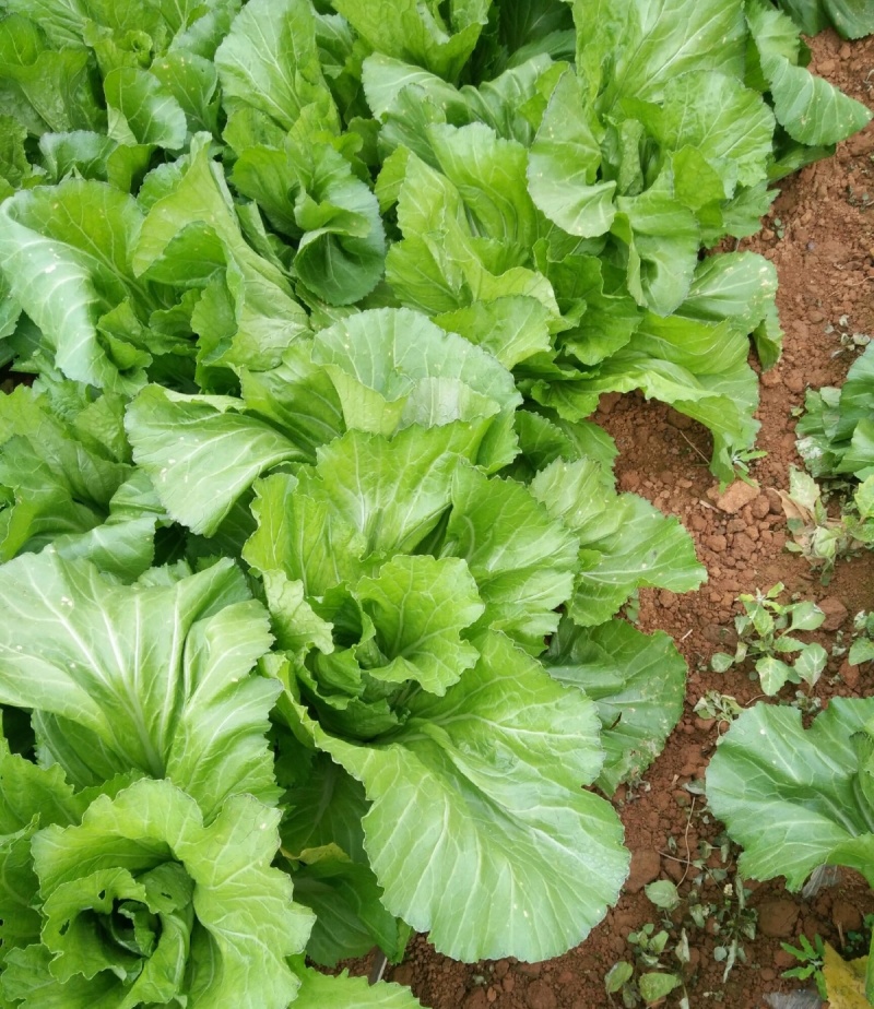 潮汕11号包心芥菜种籽耐热抗病秋播包心芥菜脆爽大肉青芥菜