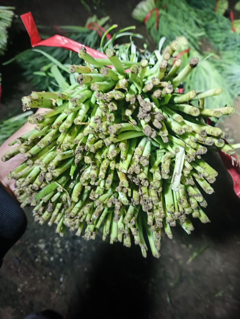 特别好的头刀韭菜。