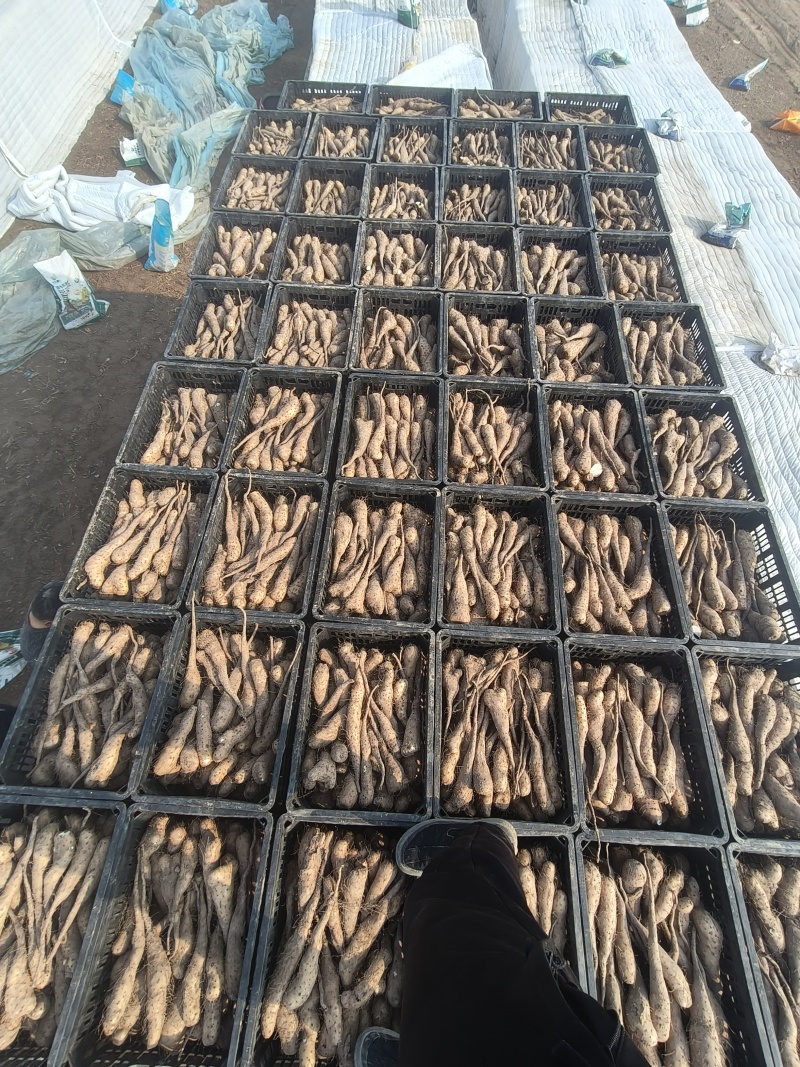 白玉，双胞，紫药，铁棍豆苗，西施种苗