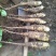 白玉，双胞，紫药，铁棍豆苗，西施种苗