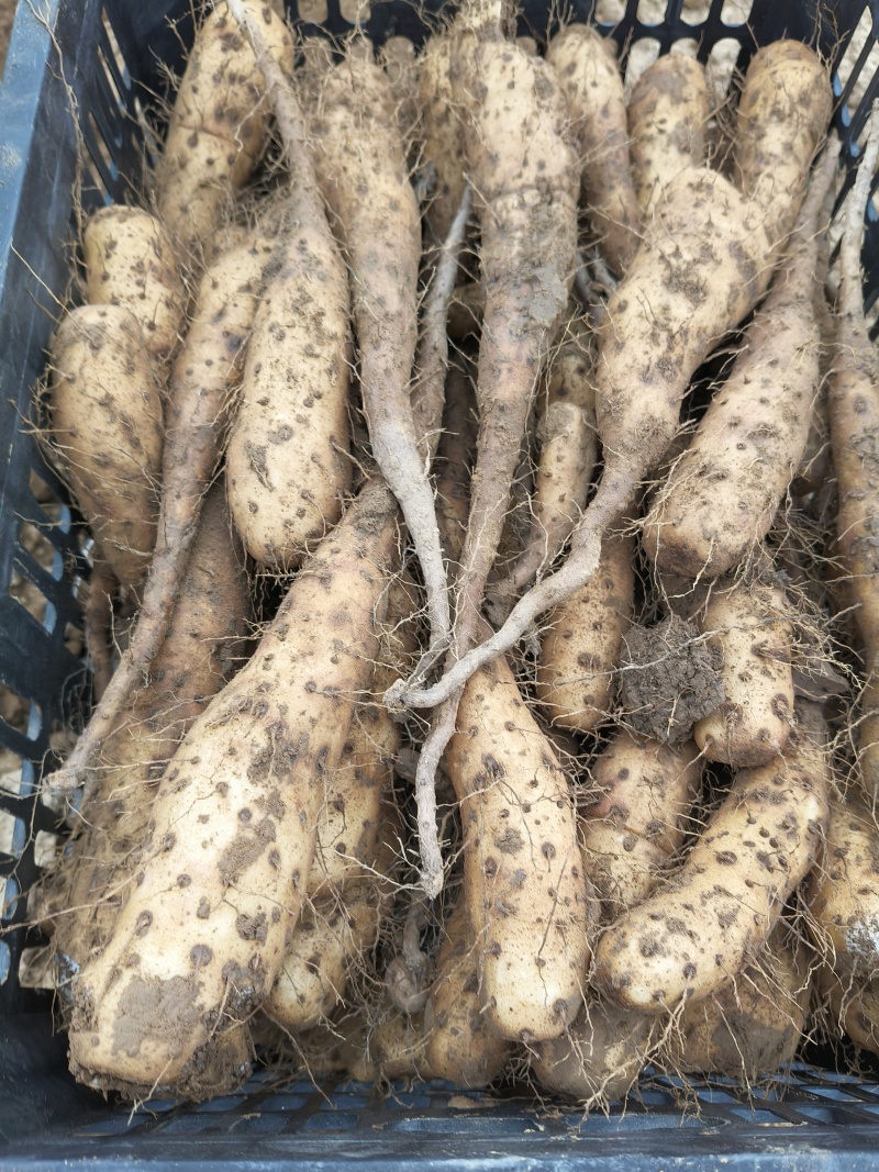 白玉，双胞，紫药，铁棍豆苗，西施种苗