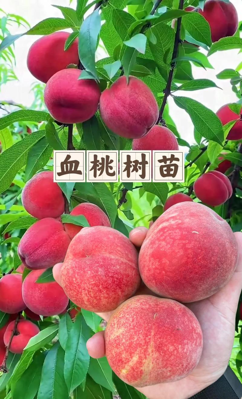 山东果园直发血桃树苗贵妃血桃中华血桃中桃25号保真品