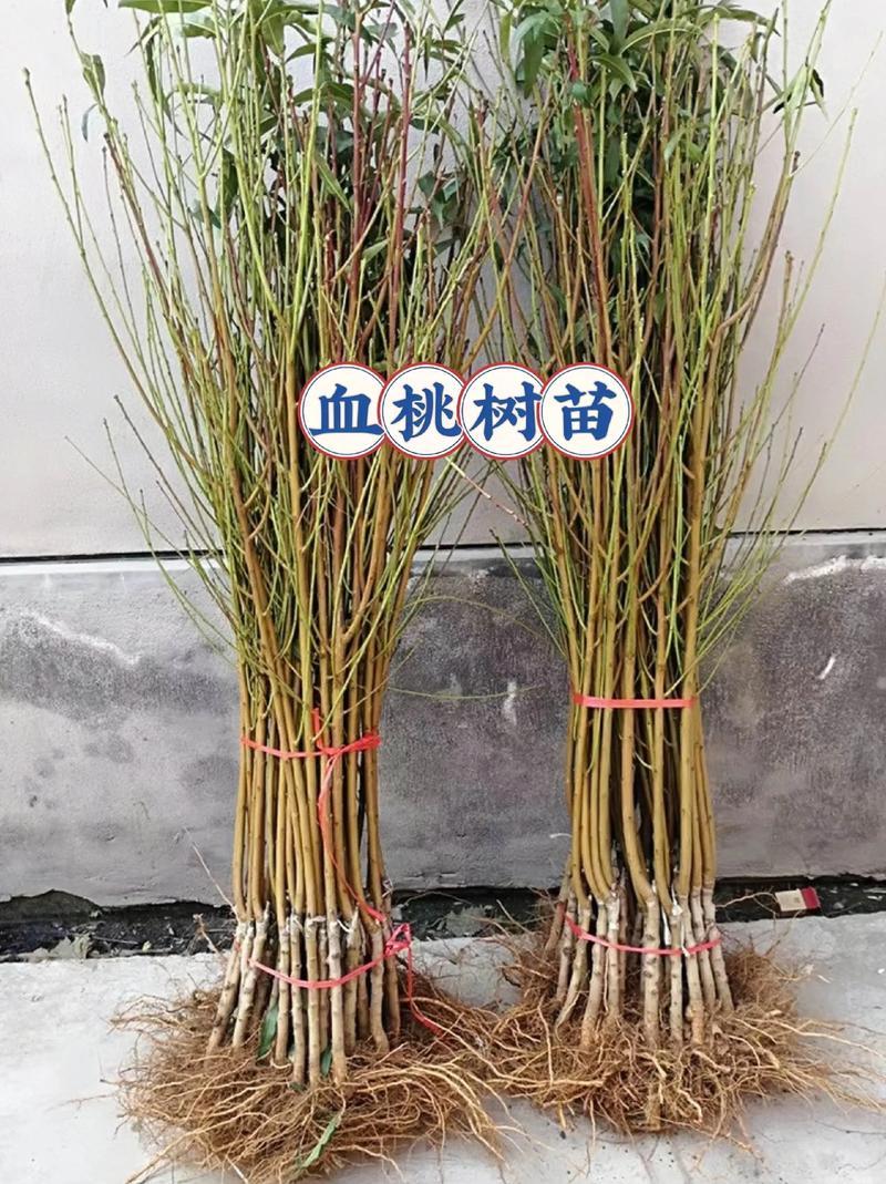 山东果园直发血桃树苗贵妃血桃中华血桃中桃25号保真品