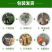 山东果园直发血桃树苗贵妃血桃中华血桃中桃25号保真品