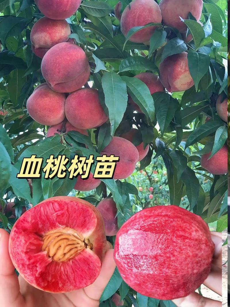 山东果园直发血桃树苗贵妃血桃中华血桃中桃25号保真品