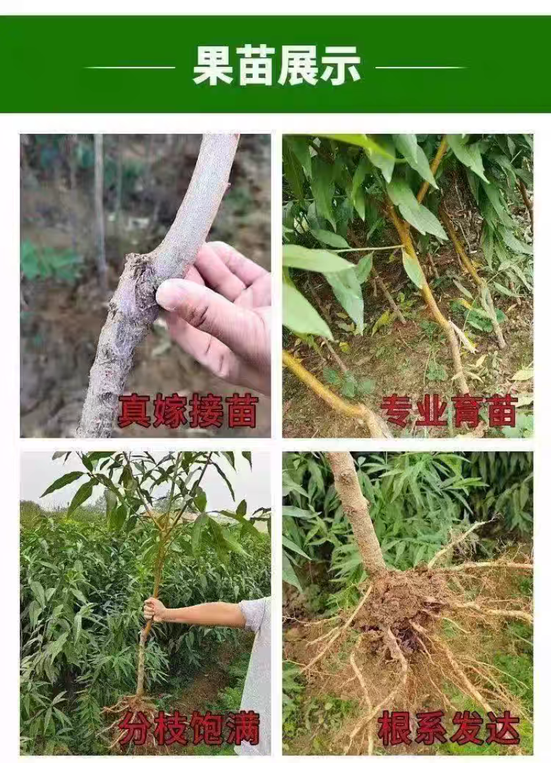 山东果园直发血桃树苗贵妃血桃中华血桃中桃25号保真品