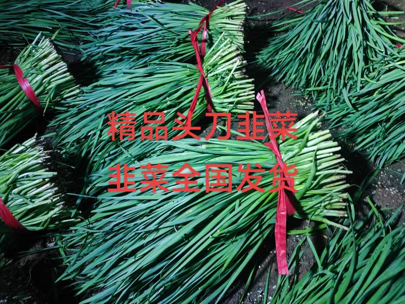 精品韭菜大量现货。