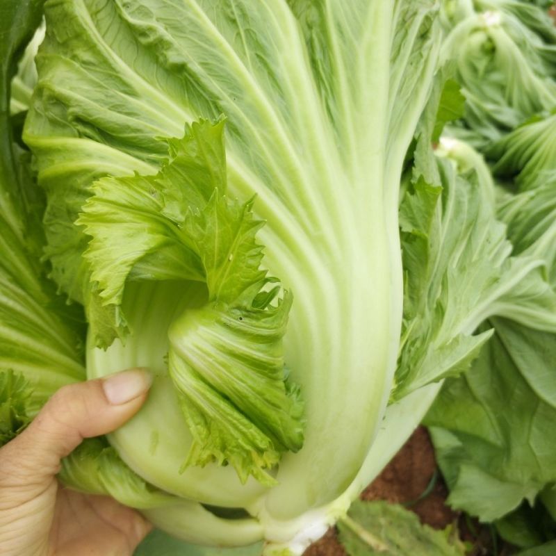 潮汕11号包心芥菜种籽耐热抗病秋播包心芥菜脆爽大肉青芥菜