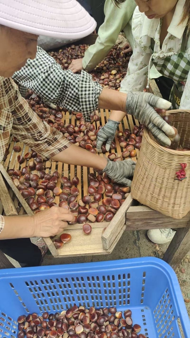 湖北高山《精品》板栗，颗颗饱满，个头大，产地大量供货，
