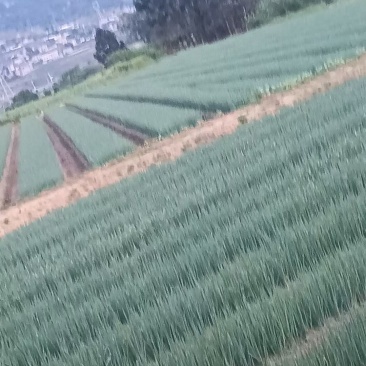 大葱