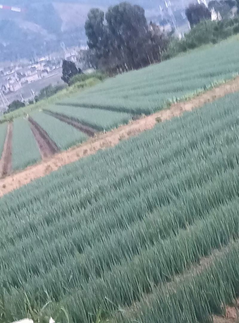 大葱